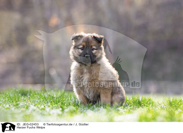 Harzer Fuchs Welpe / Harz Fox Puppy / JEG-02453
