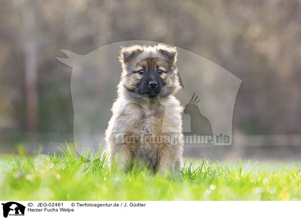 Harzer Fuchs Welpe / Harz Fox Puppy / JEG-02461