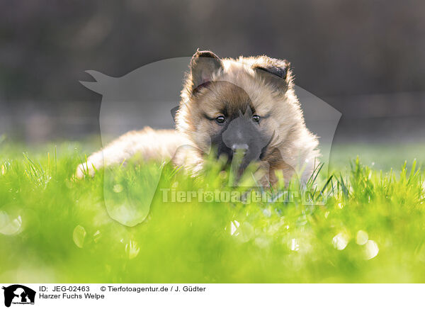 Harzer Fuchs Welpe / Harz Fox Puppy / JEG-02463