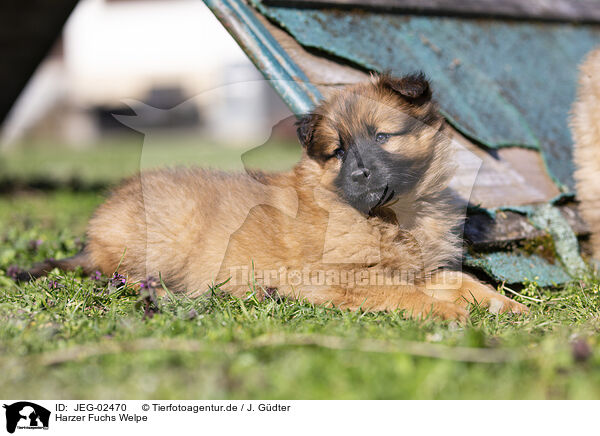 Harzer Fuchs Welpe / Harz Fox Puppy / JEG-02470