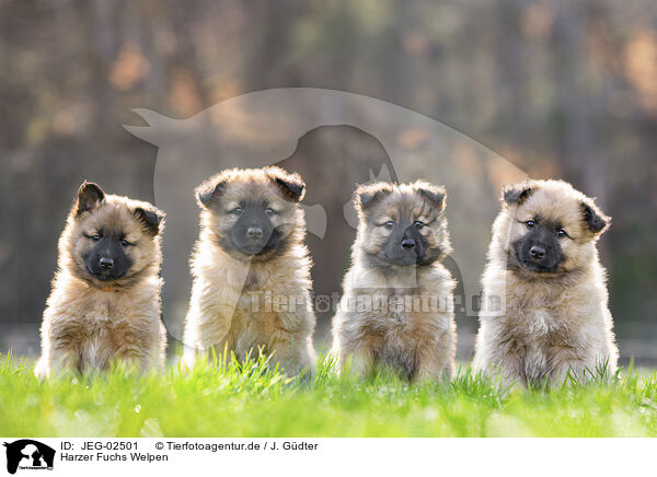 Harzer Fuchs Welpen / Harz Fox Puppies / JEG-02501