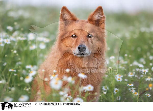 Harzer Fuchs / Harz Fox / LM-01928