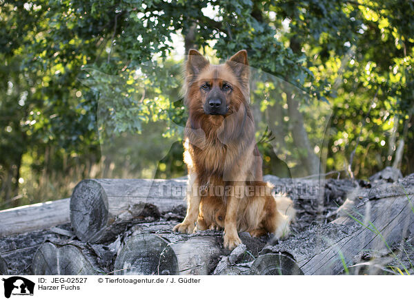 Harzer Fuchs / Harz Fox / JEG-02527