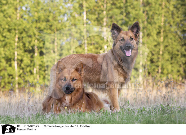 Harzer Fuchs / Harz Fox / JEG-02529