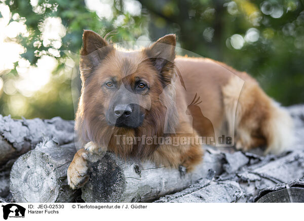 Harzer Fuchs / Harz Fox / JEG-02530