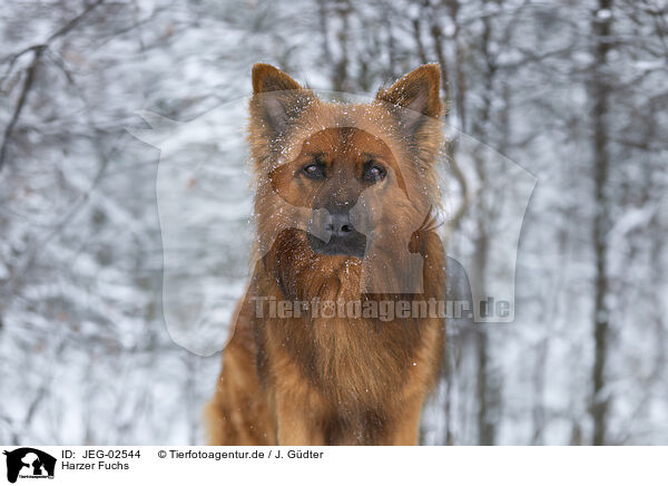 Harzer Fuchs / JEG-02544