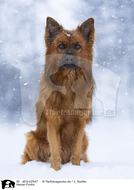 Harzer Fuchs / Harz Fox / JEG-02547