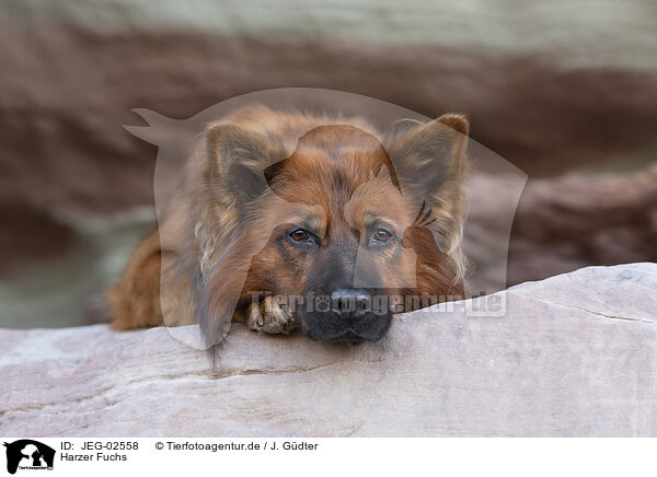 Harzer Fuchs / Harz Fox / JEG-02558