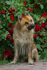 sitzender Harzer Fuchs