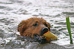 Harzer Fuchs im Wasser