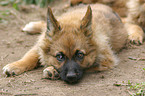 liegender Harzer Fuchs Welpe