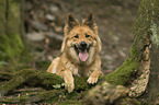 liegender Harzer Fuchs
