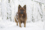 Harzer Fuchs im Winter