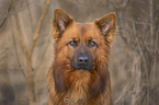 Harzer Fuchs Portrait
