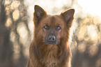 Harzer Fuchs Portrait