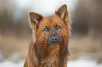 Harzer Fuchs im Winter