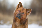 Harzer Fuchs im Winter