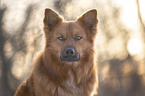 Harzer Fuchs Portrait