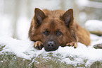 Harzer Fuchs im Winter