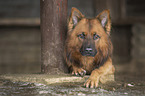 Harzer Fuchs