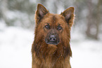 Harzer Fuchs im Winter