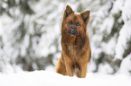 Harzer Fuchs im Winter