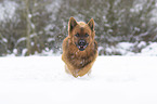 Harzer Fuchs im Winter