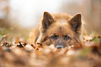 Harzer Fuchs