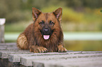 Harzer Fuchs