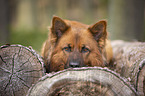 Harzer Fuchs