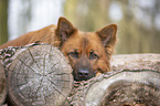 Harzer Fuchs