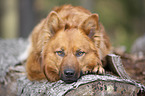 Harzer Fuchs