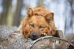 Harzer Fuchs