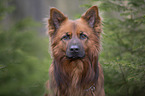 Harzer Fuchs Portrait