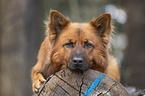 Harzer Fuchs