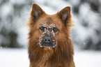 Harzer Fuchs im Winter