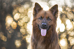 Harzer Fuchs Portrait