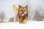 Harzer Fuchs im Winter