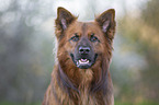 Harzer Fuchs Portrait