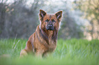 Harzer Fuchs