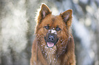 Harzer Fuchs im Winter