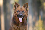 Harzer Fuchs Portrait