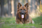 Harzer Fuchs