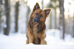Harzer Fuchs im Winter