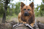 Harzer Fuchs