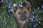 Harzer Fuchs Portrait