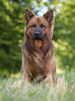 Harzer Fuchs