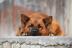 Harzer Fuchs