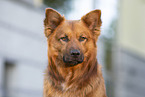 Harzer Fuchs Portrait