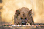 liegender Harzer Fuchs